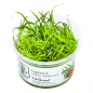 Preview: Sagittaria subulata 'Needle Leaf' - Nadelsimse 1-2-Grow!